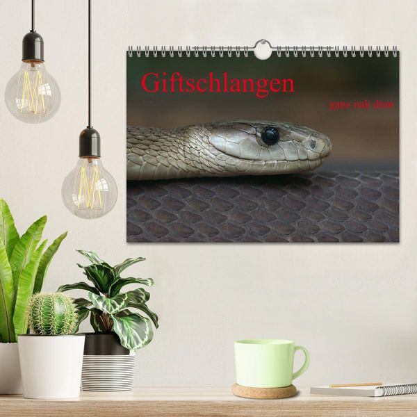 Produktbild: Giftschlangen, ganz nah dran (Wandkalender 2026 DIN A4 quer), CALVENDO Monatskalender