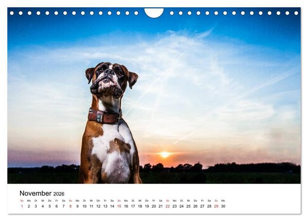 Produktbild: Deutscher Boxer (Wandkalender 2026 DIN A4 quer), CALVENDO Monatskalender