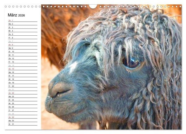 Produktbild: Alpakas und Lamas (Wandkalender 2026 DIN A3 quer), CALVENDO Monatskalender