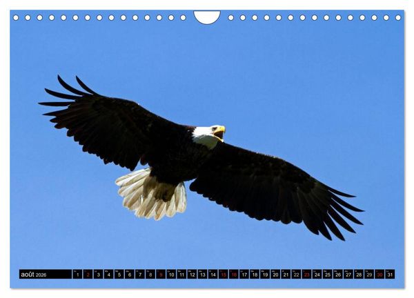 Produktbild: PLUMES L&Eacute;G&Egrave;RES. Oiseaux du Monde (Calendrier mural 2026 DIN A4 vertical), CALVENDO calendrier mensuel