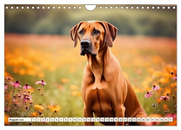 Produktbild: Rhodesian Ridgeback - Athlet mit R&uuml;ckenkamm (Wandkalender 2026 DIN A4 quer), CALVENDO Monatskalender
