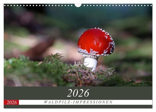 Waldpilz-Impressionen (Wandkalender 2026 DIN A3 quer), CALVENDO Monatskalender