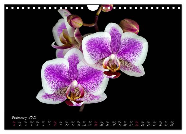 Produktbild: Orchids (Wall Calendar 2026 DIN A4 landscape), CALVENDO 12 Month Wall Calendar