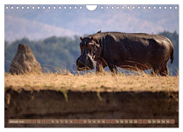 Produktbild: Hippos - Gef&auml;hrliche Giganten (Wandkalender 2026 DIN A4 quer), CALVENDO Monatskalender