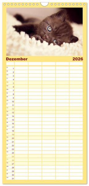 Produktbild: Familienplaner 2026 - Niedliche BKH Katzenkinder mit 5 Spalten (Wandkalender, 21 x 45 cm) CALVENDO