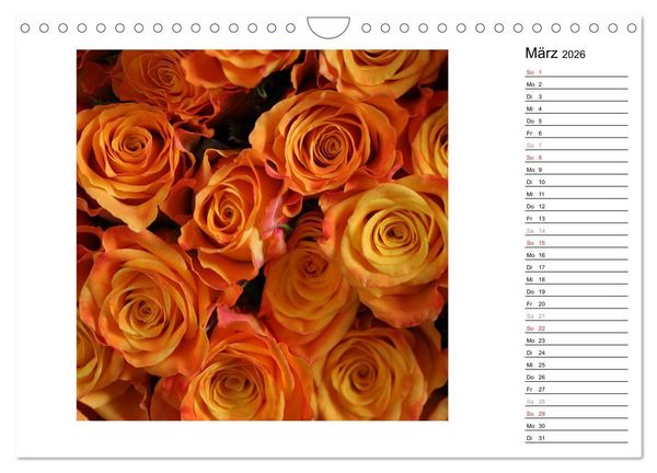 Produktbild: Die vielen Gesichter der Rosen (Wandkalender 2026 DIN A4 quer), CALVENDO Monatskalender