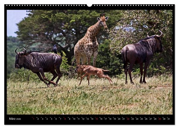 Produktbild: S&Uuml;DAFRIKA Augenblicke (Wandkalender 2026 DIN A2 quer), CALVENDO Monatskalender
