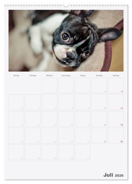 Produktbild: Boston Terrier der Hund 2026 (hochwertiger Premium Wandkalender 2026 DIN A2 hoch), Kunstdruck in Hochglanz