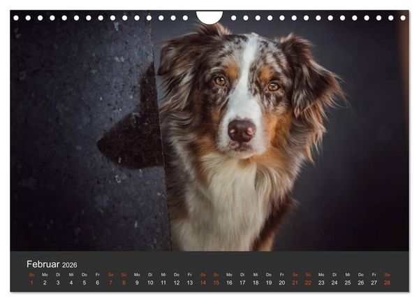 Produktbild: Australian Shepherd - Vielfalt in einer Rasse (Wandkalender 2026 DIN A4 quer), CALVENDO Monatskalender