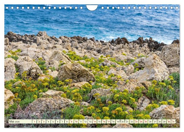 Produktbild: Mediterrane Flora - Pflanzen des S&uuml;dens (Wandkalender 2026 DIN A4 quer), CALVENDO Monatskalender