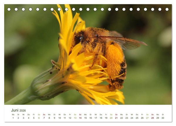 Produktbild: Wildbienen im Garten (Tischkalender 2026 DIN A5 quer), CALVENDO Monatskalender