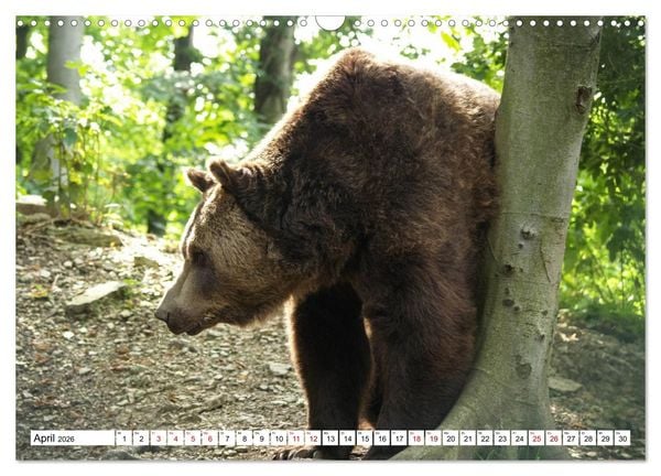 Produktbild: Waldtiere (Wandkalender 2026 DIN A3 quer), CALVENDO Monatskalender