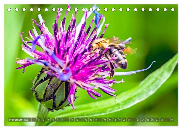 Produktbild: BIENEN - Kleine N&uuml;tzlinge ganz gro&szlig; (Tischkalender 2026 DIN A5 quer), CALVENDO Monatskalender