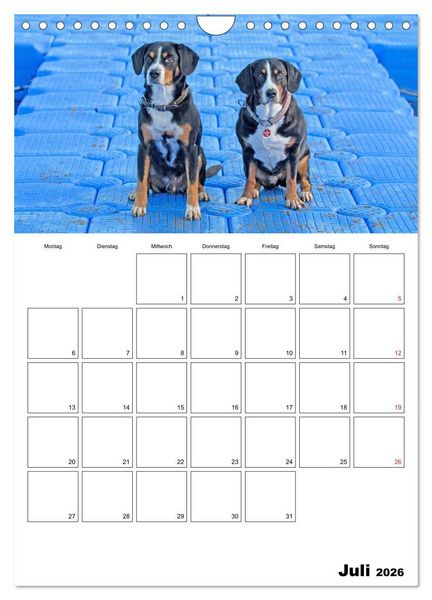 Produktbild: Entlebucher Sennenhunde begleiten Sie durch das Jahr (Wandkalender 2026 DIN A4 hoch), CALVENDO Monatskalender