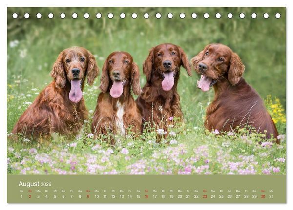 Produktbild: Setter - Geliebter Freund und Jagdkamerad (Tischkalender 2026 DIN A5 quer), CALVENDO Monatskalender