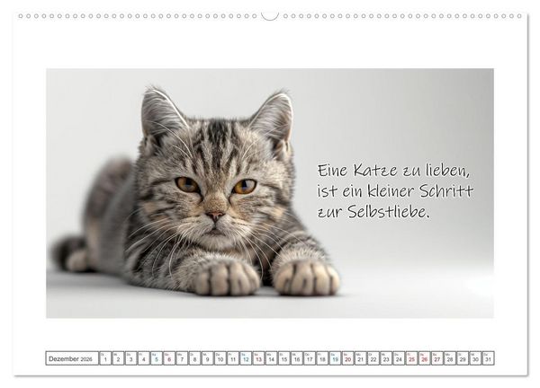 Produktbild: Katzenpower (hochwertiger Premium Wandkalender 2026 DIN A2 quer), Kunstdruck in Hochglanz
