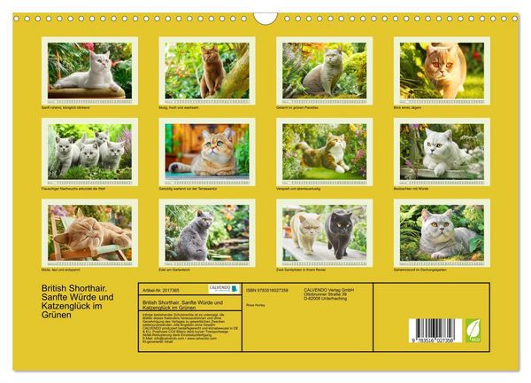 Produktbild: British Shorthair. Sanfte W&uuml;rde und Katzengl&uuml;ck im Gr&uuml;nen (Wandkalender 2026 DIN A3 quer), CALVENDO Monatskalender