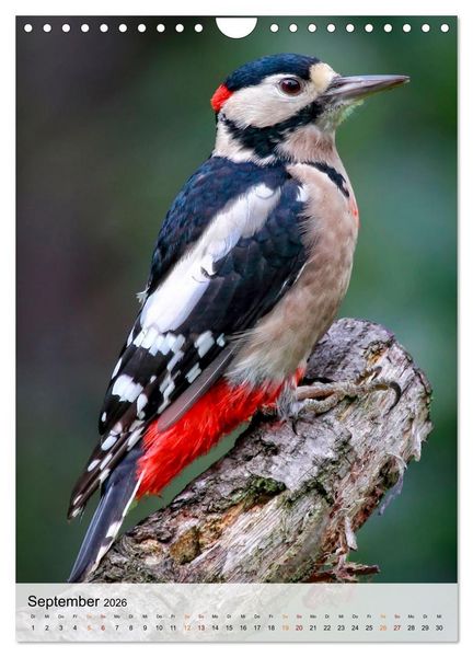 Produktbild: V&ouml;gel - gefiederte Freunde in unserer Natur (Wandkalender 2026 DIN A4 hoch), CALVENDO Monatskalender