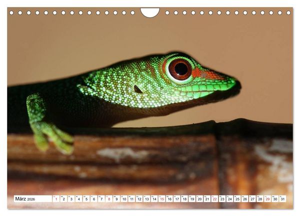 Produktbild: Madagaskar (Wandkalender 2026 DIN A4 quer), CALVENDO Monatskalender