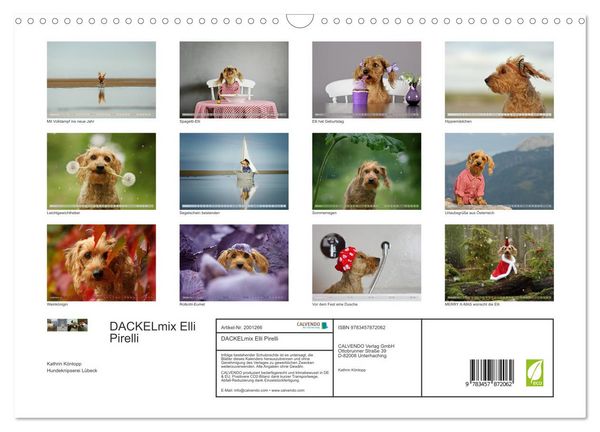 Produktbild: DACKELmix Elli Pirelli (Wandkalender 2026 DIN A3 quer), CALVENDO Monatskalender