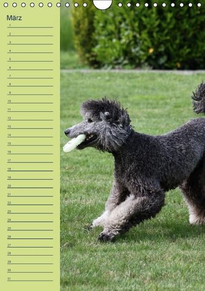 Produktbild: Pudel / Geburtstagskalender (Wandkalender immerw&auml;hrend DIN A4 hoch)