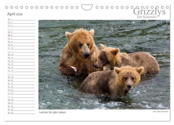 Produktbild: Grizzlys - Der Kalender (Wandkalender 2026 DIN A4 quer), CALVENDO Monatskalender