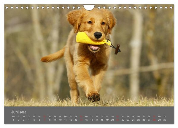 Produktbild: Chesley Kleiner Hund grosse Abenteuer (Wandkalender 2026 DIN A4 quer), CALVENDO Monatskalender
