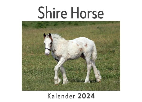 Produktbild: Shire Horse (Wandkalender 2024, Kalender DIN A4 quer, Monatskalender im Querformat mit Kalendarium, Das perfekte Geschenk)