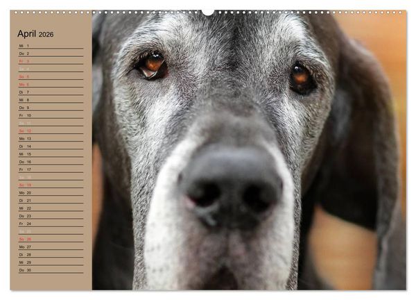 Produktbild: Deutsche Doggen - Sanfte Riesen (hochwertiger Premium Wandkalender 2026 DIN A2 quer), Kunstdruck in Hochglanz