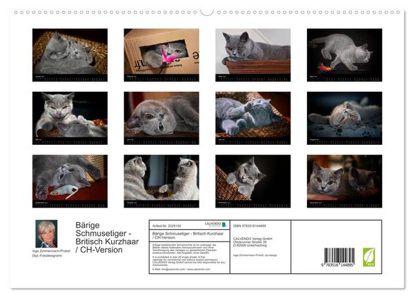 Produktbild: B&auml;rige Schmusetiger - Britisch Kurzhaar / CH-Version (hochwertiger Premium Wandkalender 2026 DIN A2 quer), Kunstdruck in Hochglanz