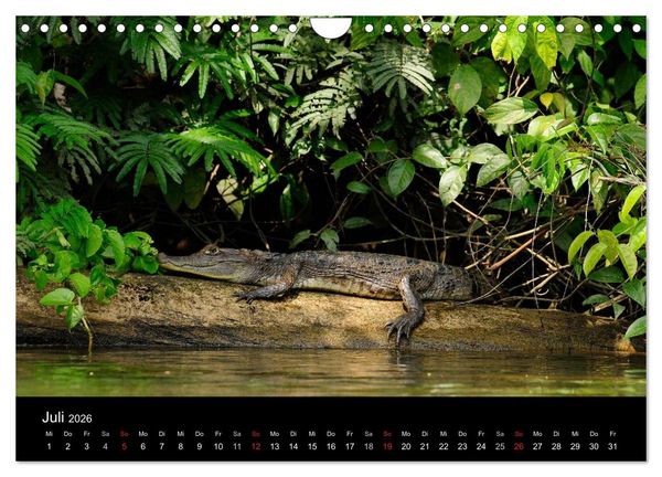 Produktbild: REPTILIEN (Wandkalender 2026 DIN A4 quer), CALVENDO Monatskalender