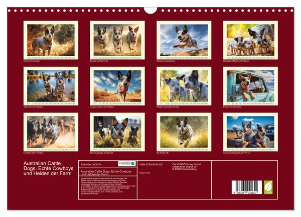 Produktbild: Australian Cattle Dogs. Echte Cowboys und Helden der Farm (Wandkalender 2026 DIN A3 quer), CALVENDO Monatskalender