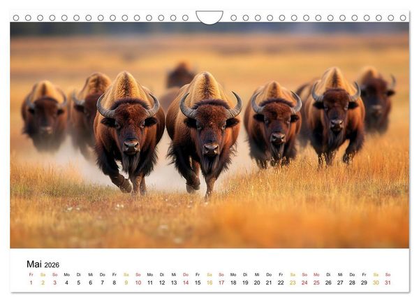 Produktbild: B&uuml;ffel - Ikonen der Wildnis (Wandkalender 2026 DIN A4 quer), CALVENDO Monatskalender