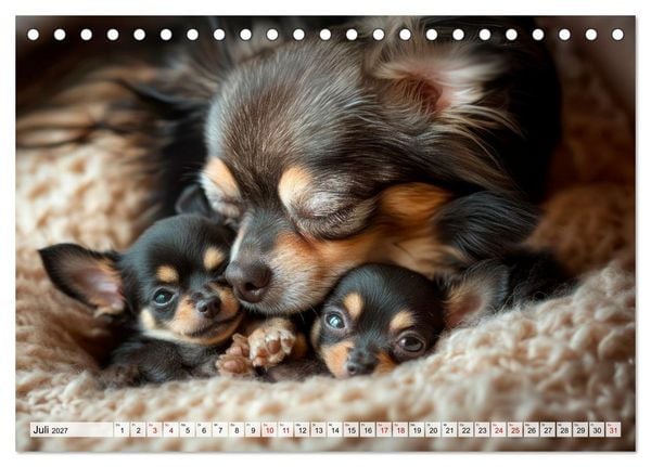 Produktbild: Niedliche Chihuahuas (Tischkalender 2027 DIN A5 quer), CALVENDO Monatskalender