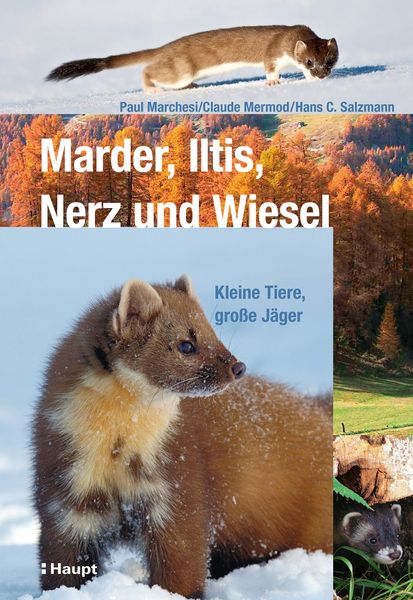 Produktbild: Marder, Iltis, Nerz und Wiesel