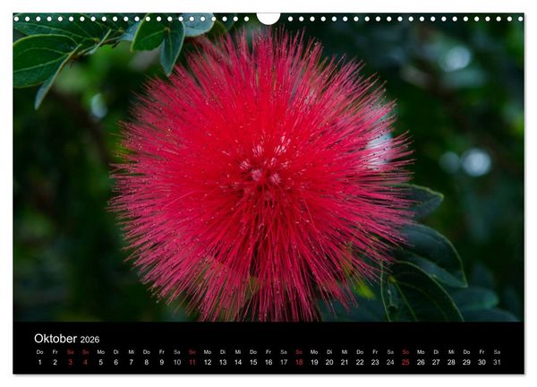 Produktbild: Wildes Australien - Naturparadies 5. Kontinent (Wandkalender 2026 DIN A3 quer), CALVENDO Monatskalender