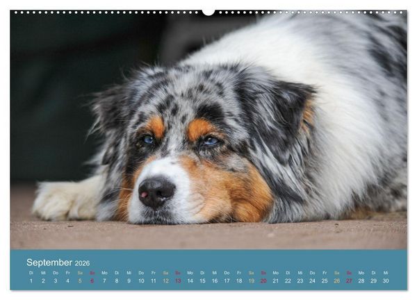 Produktbild: Mit Aussies unterwegs - Die bunte Welt der Australian Shepherds (hochwertiger Premium Wandkalender 2026 DIN A2 quer), Kunstdruck in Hochglanz