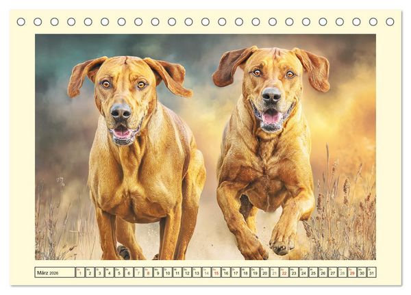 Produktbild: Rhodesian Ridgeback. Kraft und Sanftmut in vollkommener Balance (Tischkalender 2026 DIN A5 quer), CALVENDO Monatskalender