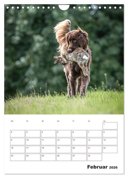 Produktbild: Geboren um zu Jagen. Der kleine M&uuml;nsterl&auml;nder (Wandkalender 2026 DIN A4 hoch), CALVENDO Monatskalender