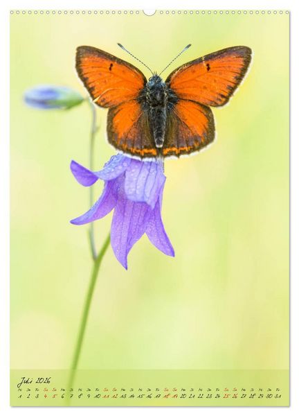Produktbild: Kunterbuntes Gartenleben - Schmetterlinge in G&auml;rten und Parks (hochwertiger Premium Wandkalender 2026 DIN A2 hoch), Kunstdruck in Hochglanz