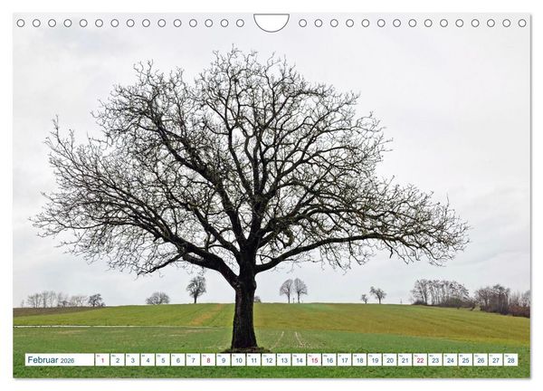 Produktbild: Ein Nussbaum von Januar bis Dezember (Wandkalender 2026 DIN A4 quer), CALVENDO Monatskalender