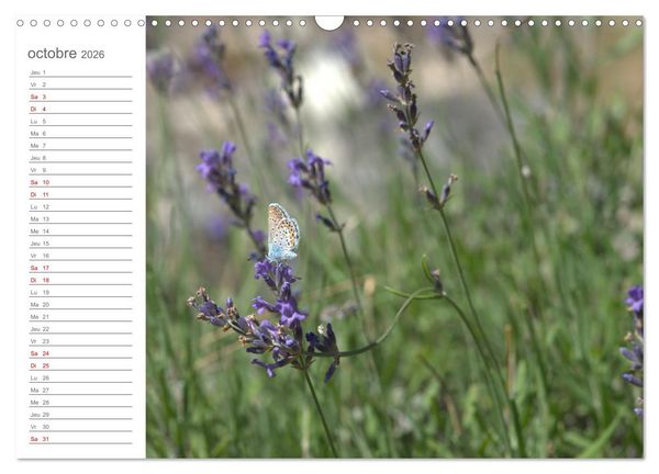 Produktbild: Dans le jardin des papillons (Calendrier mural 2026 DIN A3 vertical), CALVENDO calendrier mensuel