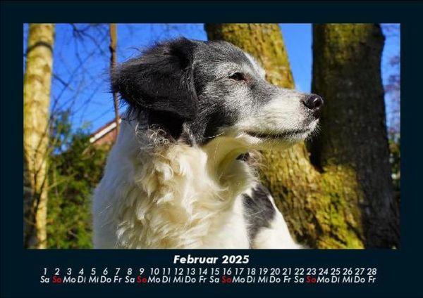 Produktbild: Hundezauber 2025 Fotokalender DIN A5