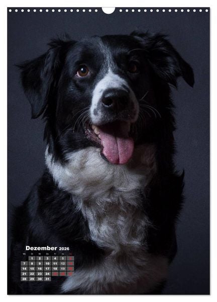 Produktbild: Treue Wegbegleiter, Hunde im Portrait. (Wandkalender 2026 DIN A3 hoch), CALVENDO Monatskalender