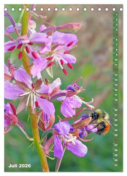 Produktbild: Blossom Love, von Bienen und Hummeln (Tischkalender 2026 DIN A5 hoch), CALVENDO Monatskalender