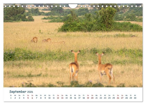 Produktbild: Fernweh Uganda - Natursch&ouml;nheit Ostafrikas (Wandkalender 2026 DIN A4 quer), CALVENDO Monatskalender