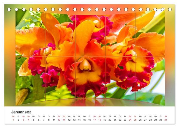 Produktbild: Orchideen Bildergalerie (Tischkalender 2026 DIN A5 quer), CALVENDO Monatskalender