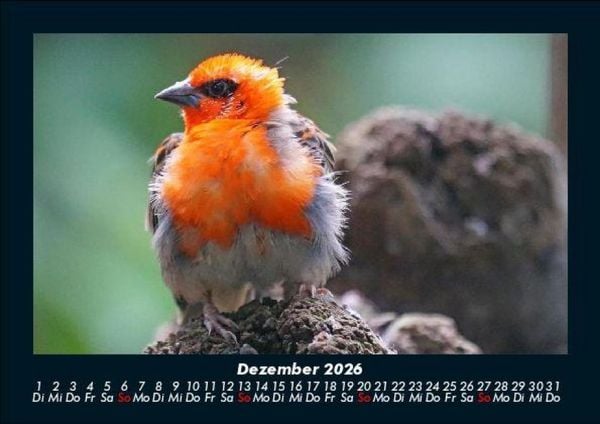 Produktbild: Vogelparadies 2026 Fotokalender DIN A5