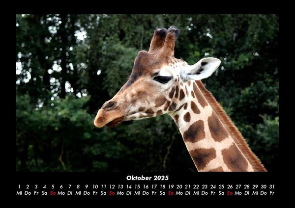 Produktbild: Giraffen 2025 Fotokalender DIN A3