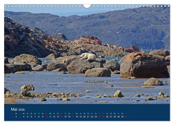 Produktbild: Das Leben der etwas "anderen" Eisb&auml;ren! (Wandkalender 2026 DIN A3 quer), CALVENDO Monatskalender